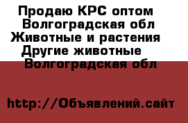 Продаю КРС оптом - Волгоградская обл. Животные и растения » Другие животные   . Волгоградская обл.